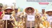Kapolda Aceh Irjen Pol. Marzuki Ali Basyah memimpin panen raya jagung di Aceh Jaya