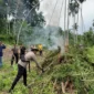Petugas Polres Bireuen memusnahkan ladang ganja di Peusangan. (Foto:Dok/Polda Aceh)