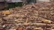 Tumpukan kayu di sungai Kembang Tanjong Pidie