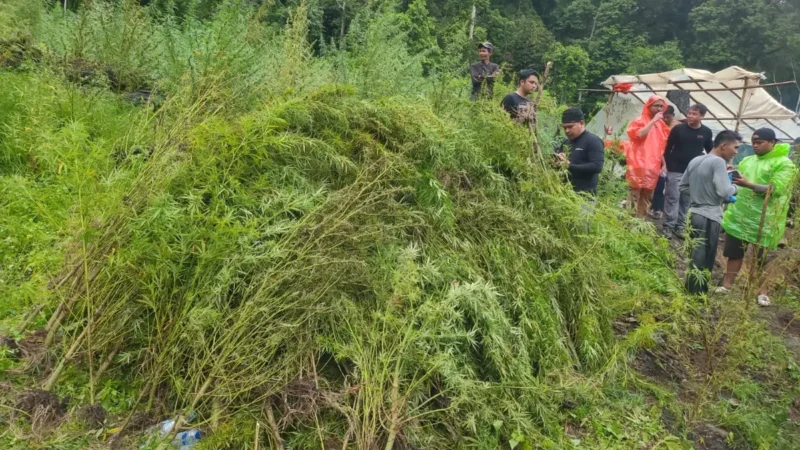 Lokasi pemusnahan ladang ganja seluas 51,75 hektare di Gayo Lues. (Foto:Dok/BC)