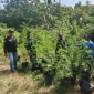 Petugas mencabut tanaman ganja di perbukitan Desa Luthu, Suka Makmur Aceh Besar. (Foto:Dok/Ist)
