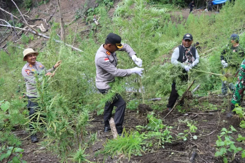 Polisi memusnahkan ladang ganja di Aceh Besar. (Foto:Dok)