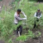 Polisi memusnahkan ladang ganja di Aceh Besar. (Foto:Dok)