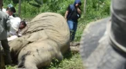 Konflik antara manusia dan gajah