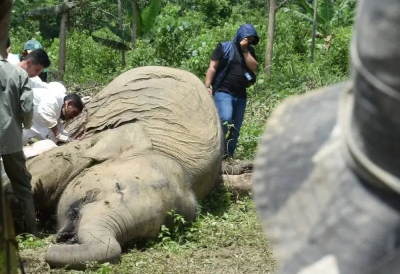 Konflik gajah dan manusia makin luas. Aktivis desak Aceh segera keluarkan Pergub. (Foto:Dok/JGN)