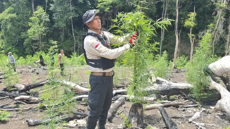 Kapolda Aceh, Marzuki Ali, turun langsung musnahkan ladang ganja di Lampanah Aceh Besar. (Foto:Dok/Humas Polda Aceh)