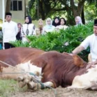Penyembelihan qurban Kodam IM berlangsung sesuai syariat Islam. (Foto:Dok/Kodam IM)