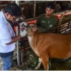 Petugas lakukan pemeriksaan kesehatan ternak jelang Iduladha di Aceh. (Foto:Dok/Dinas Pertenakan Aceh)
