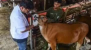Pemeriksaan hewan qurban