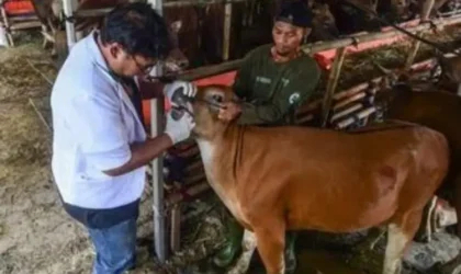 Pemeriksaan hewan qurban