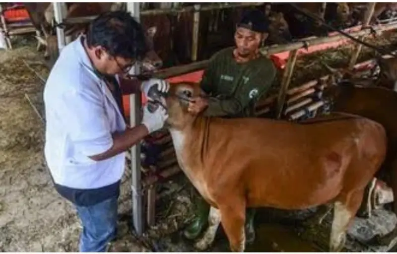 Petugas lakukan pemeriksaan kesehatan ternak jelang Iduladha di Aceh. (Foto:Dok/Dinas Pertenakan Aceh)