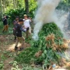 Petugas memusnahkan tanaman ganja seluas dua hektare, hasil pengembangan kasus narkotika. (Foto:Dok/BC)