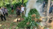 Pemusnahan ladang ganja 2 hektar di Aceh Utara