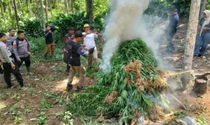 Pemusnahan ladang ganja 2 hektar di Aceh Utara