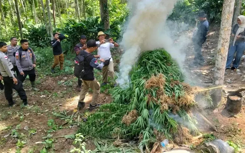 Petugas memusnahkan tanaman ganja seluas dua hektare, hasil pengembangan kasus narkotika. (Foto:Dok/BC)