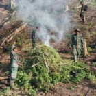 Operasi TNI menemukan ladang ganja di hutan lindung Beutong Ateuh seluas 50 hektar.(Foto:Dok/Kodam IM)