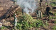 Ladang Ganja 50 hektar di Nagan Raya