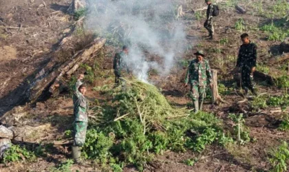 Ladang Ganja 50 hektar di Nagan Raya