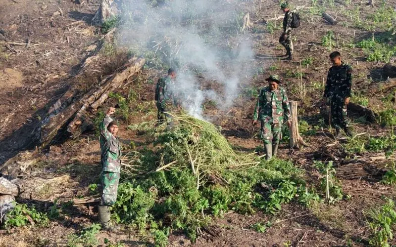 Operasi TNI menemukan ladang ganja di hutan lindung Beutong Ateuh seluas 50 hektar.(Foto:Dok/Kodam IM)