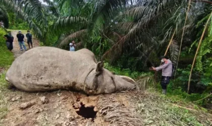 Bangkai gajah mati di areal perkebunan PT MPLI Aceh Tamiang.