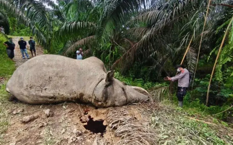 Bangkai gajah ditemukan tergeletak di jalur perkebunan milik PT MPLI, Gampong Kaloy, Kecamatan Tamiang Hulu, Aceh Tamiang. (Foto:Dok/FJL)