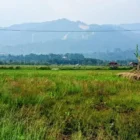 Hari Pangan Internasional 2026 menjadi momentum mendorong pemulihan pertanian Sumatera. (Foto:Dok/PERMAMPU)