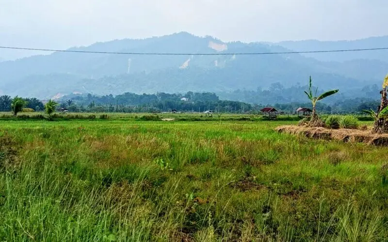 Hari Pangan Internasional 2026 menjadi momentum mendorong pemulihan pertanian Sumatera. (Foto:Dok/PERMAMPU)